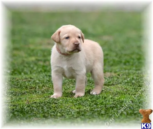 Labrador Retriever