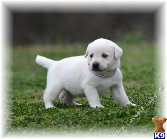 Labrador Retriever