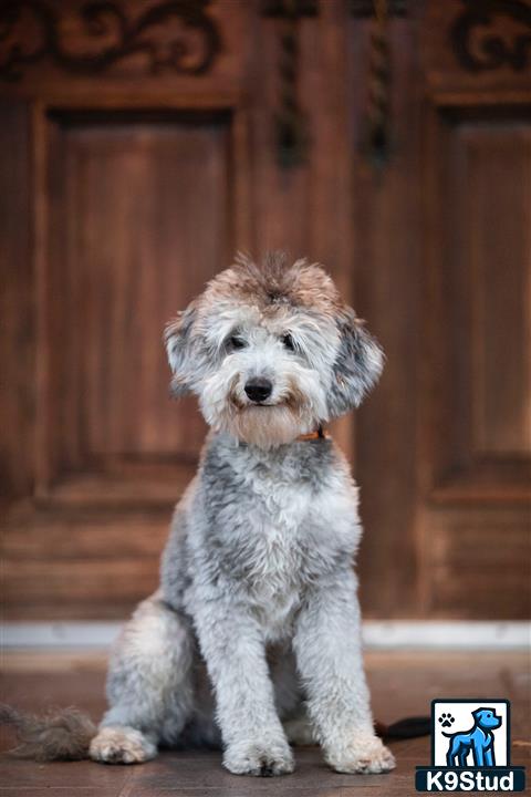 a goldendoodles dog sitting on the floor