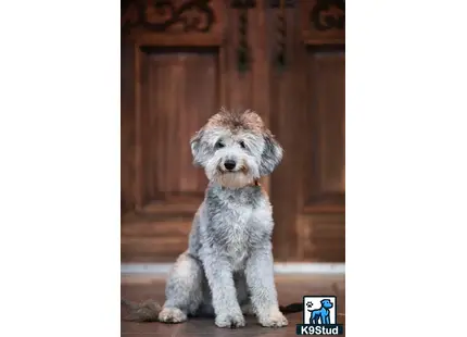 a goldendoodles dog sitting on the floor