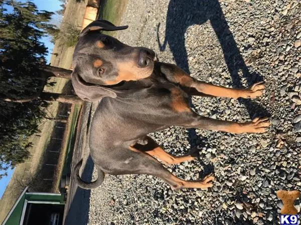 Doberman Pinscher stud dog