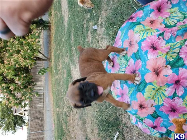 Boxer puppy for sale