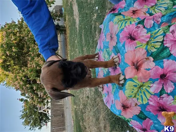 Boxer puppy for sale