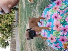 boxer puppy posted by oylruiz2019