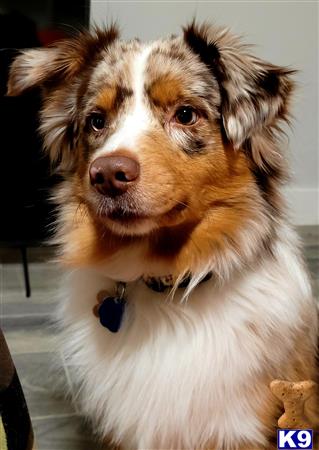 Miniature Australian Shepherd stud dog