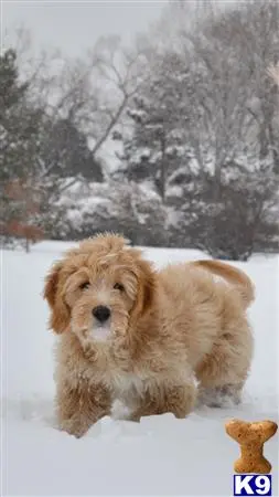 Goldendoodles stud dog