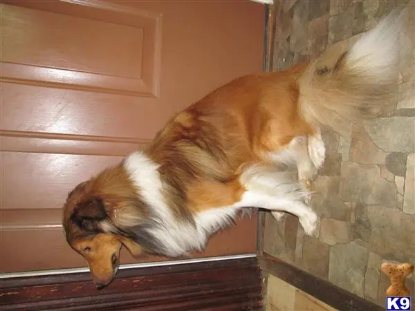 Shetland Sheepdog stud dog: a shetland sheepdog dog lying on a ledge