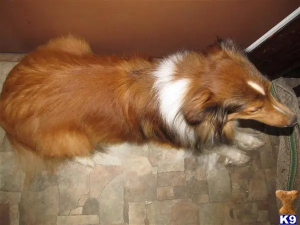Shetland Sheepdog stud dog: a shetland sheepdog dog lying on a brick floor