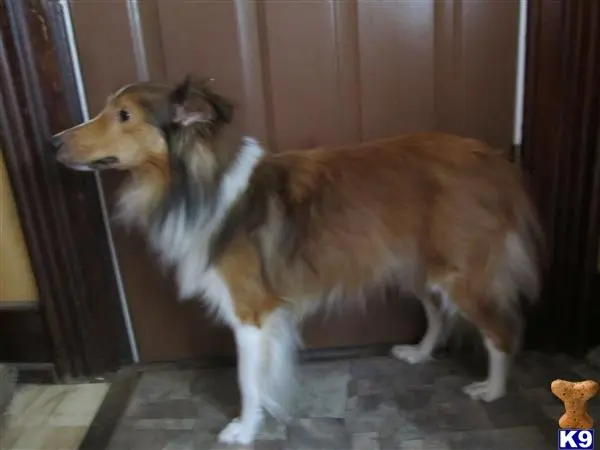 Shetland Sheepdog stud dog: a shetland sheepdog dog and a cat