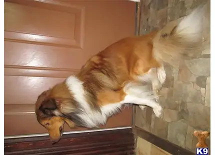 Shetland Sheepdog stud dog: a shetland sheepdog dog lying on a ledge