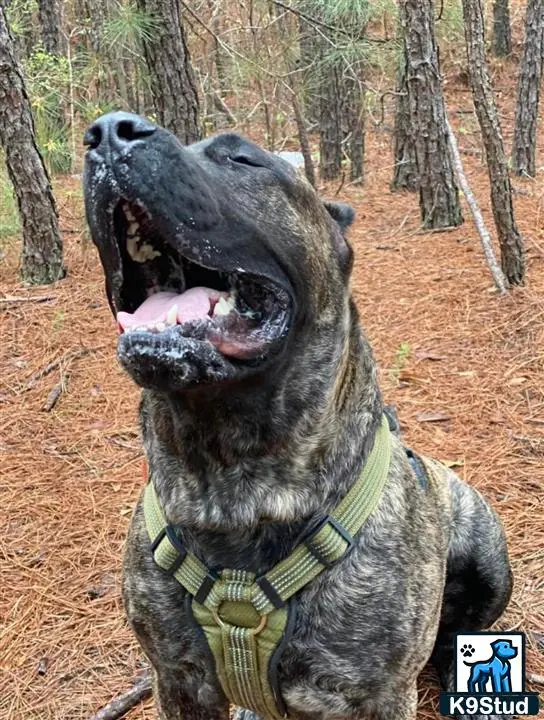 Presa Canario