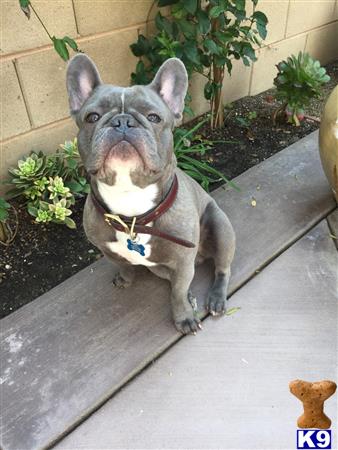 a french bulldog dog sitting on a patio