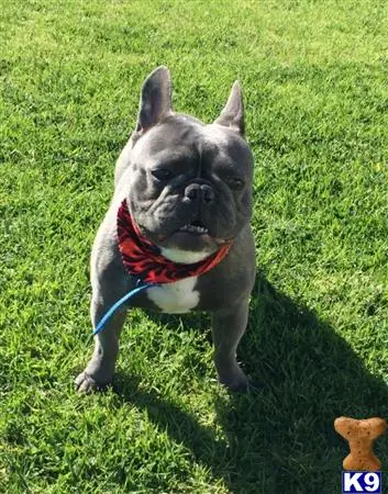 French Bulldog stud dog