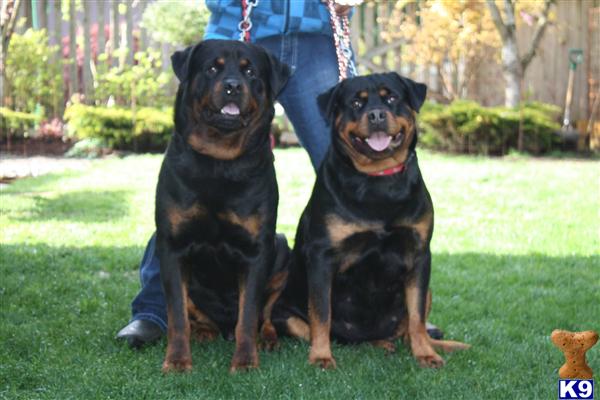 rottweiler puppies for sale washington state rottweiler puppies for sale in washington rottweiler puppies for sale washington state rottweiler puppies for sale in washington