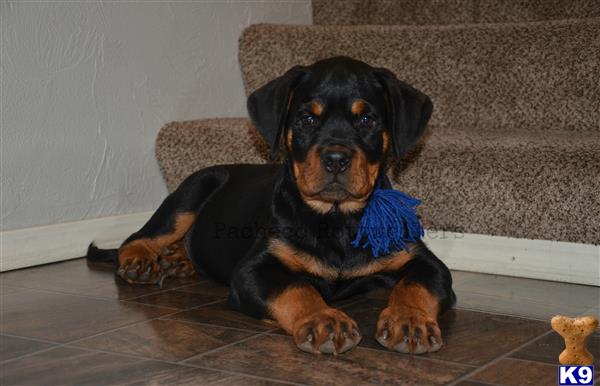 blue rottweiler puppies for sale rottweiler puppy for sale blue 11 months blue rottweiler puppies for sale rottweiler puppy for sale blue 11 months