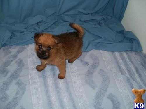 brussels griffon pomeranian mix brussels griffon puppy for sale brussels griffon pomeranian mix boys 7 years brussels griffon pomeranian mix brussels griffon puppy for sale brussels griffon pomeranian mix boys 7 years