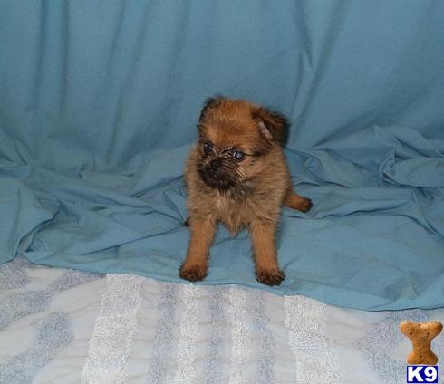 brussels griffon pomeranian mix brussels griffon puppy for sale brussels griffon pomeranian mix boys 7 years brussels griffon pomeranian mix brussels griffon puppy for sale brussels griffon pomeranian mix boys 7 years