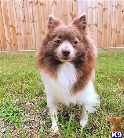 Pomeranian stud dog