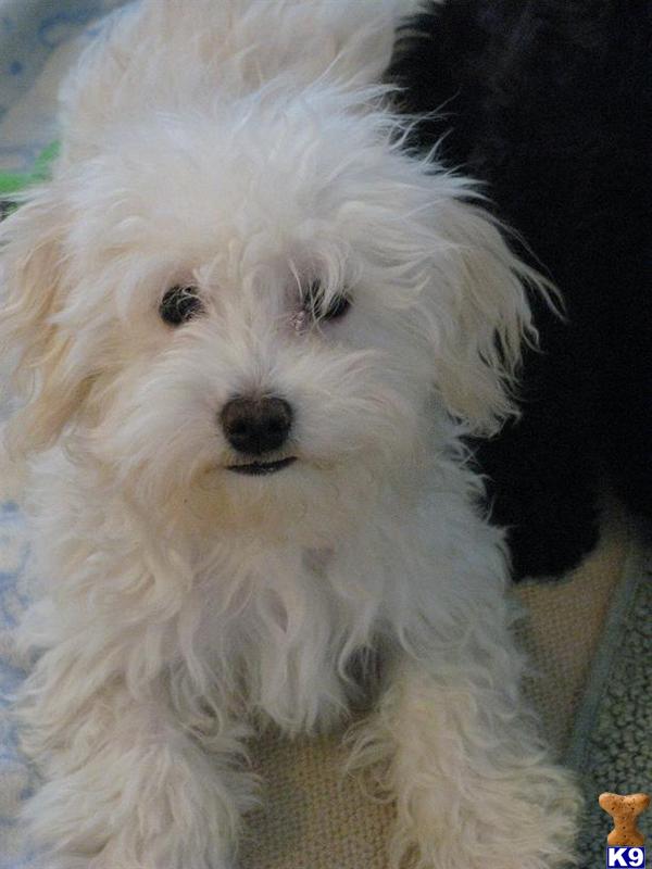 Maltipoo Puppy for Sale LOVER BOY 13 Years old