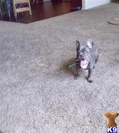 French Bulldog stud dog: a french bulldog dog with a toy in its mouth