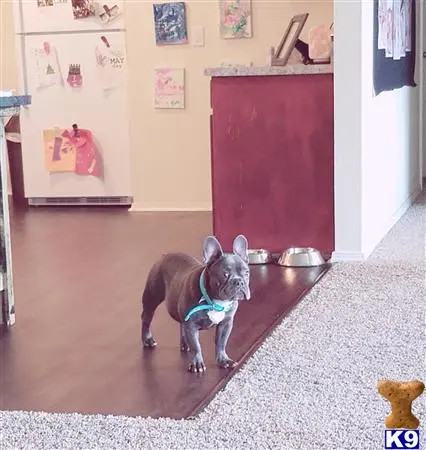 French Bulldog stud dog: a french bulldog dog wearing a harness