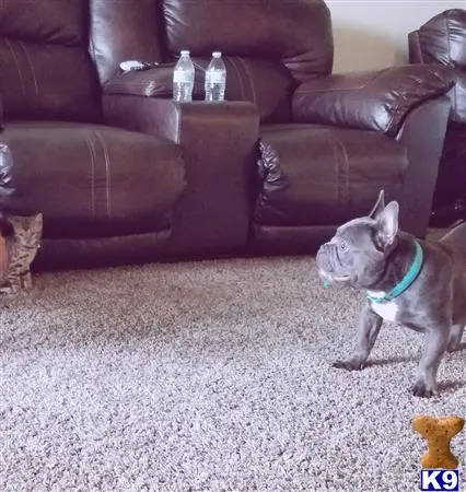 French Bulldog stud dog: a french bulldog dog and a cat in a living room