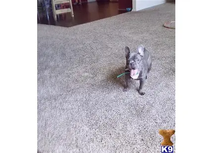 French Bulldog stud dog: a french bulldog dog with a toy in its mouth
