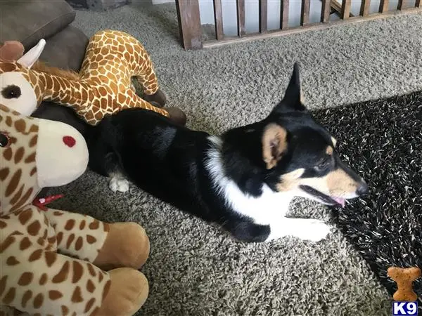 Pembroke Welsh Corgi stud dog: a pembroke welsh corgi dog lying on a carpet next to a stuffed animal