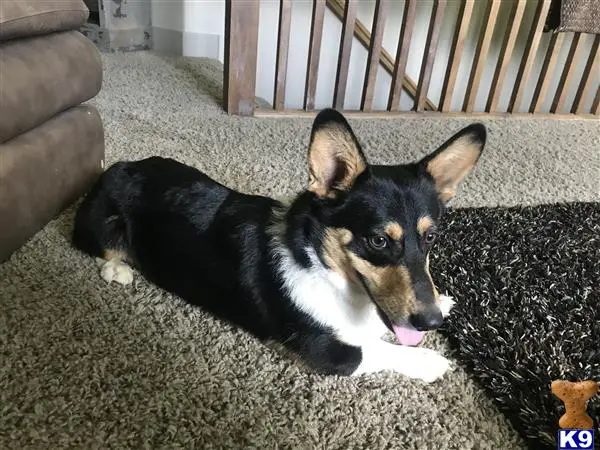 Pembroke Welsh Corgi stud dog: a pembroke welsh corgi dog lying on the carpet