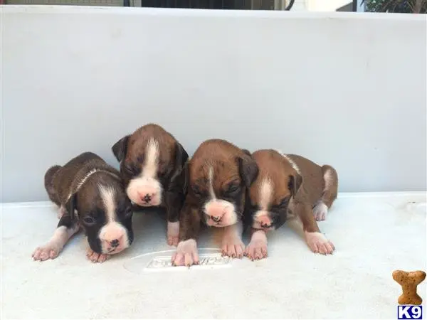 Boxer puppy for sale