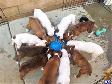 boxer puppy posted by palacios23