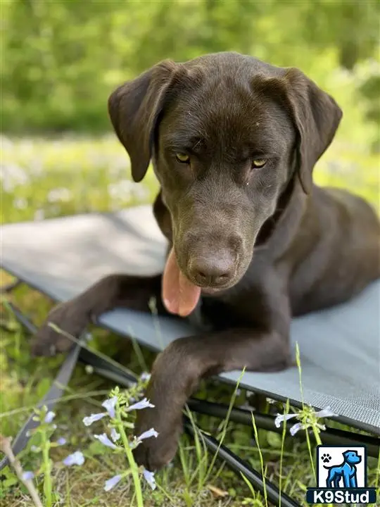 Labrador Retriever female dog