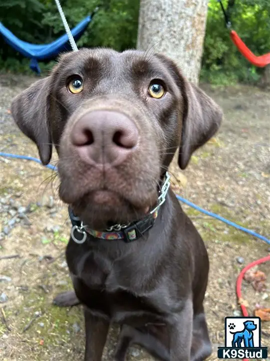 Labrador Retriever female dog