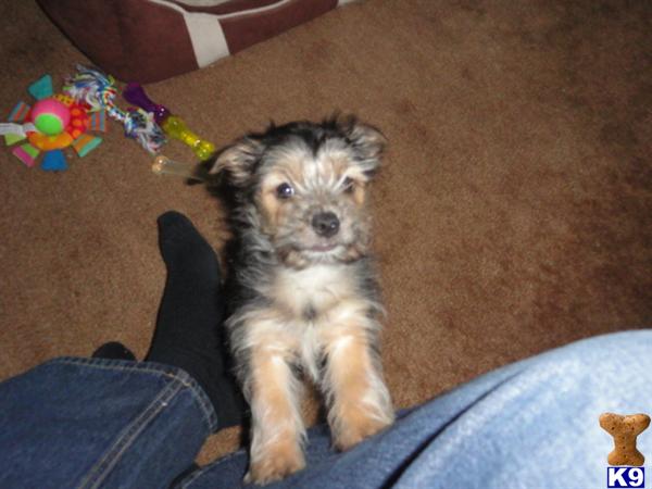 half yorkie half maltese for sale maltese puppy for sale morkie puppies half maltese half yorkie 5 years half yorkie half maltese for sale maltese puppy for sale morkie puppies half maltese half yorkie 5 years