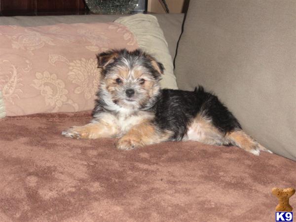 half maltese half yorkie maltese puppy for sale morkie puppies half maltese half yorkie 5 years half maltese half yorkie maltese puppy for sale morkie puppies half maltese half yorkie 5 years