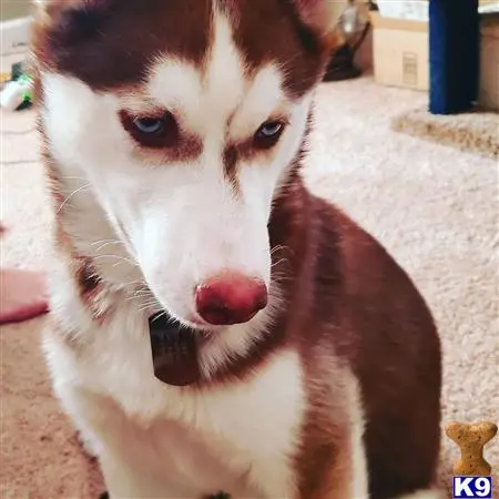 Siberian Husky female dog