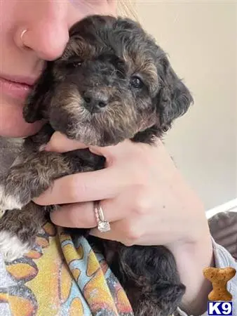 Bernedoodle stud dog