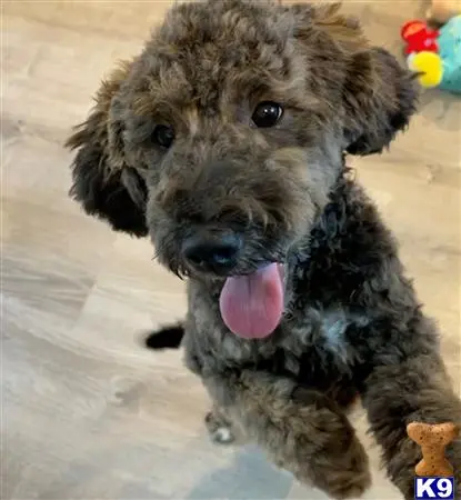 Bernedoodle stud dog