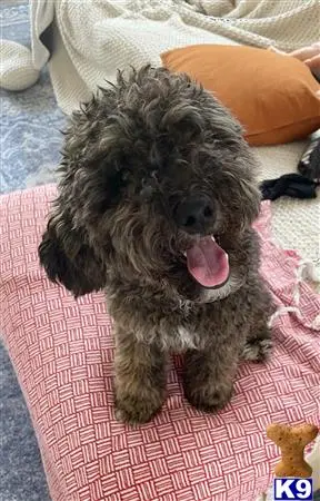 Bernedoodle stud dog