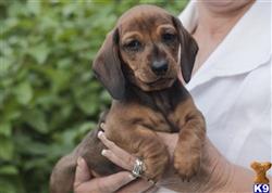 dachshund puppy posted by pamelacolvard
