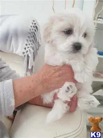 Maltese puppy for sale