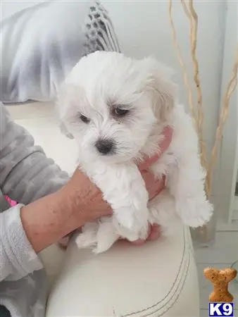 Maltese puppy for sale