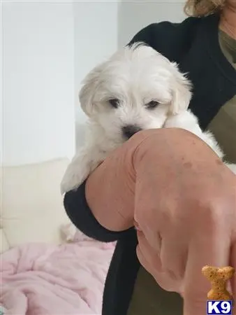 Maltese puppy for sale