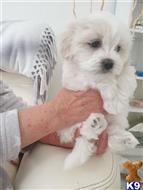 maltese puppy posted by pamelawillians