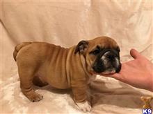 english bulldog puppy posted by pamelia