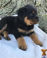 rottweiler puppy posted by pamellalorna