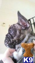 french bulldog puppy posted by pami