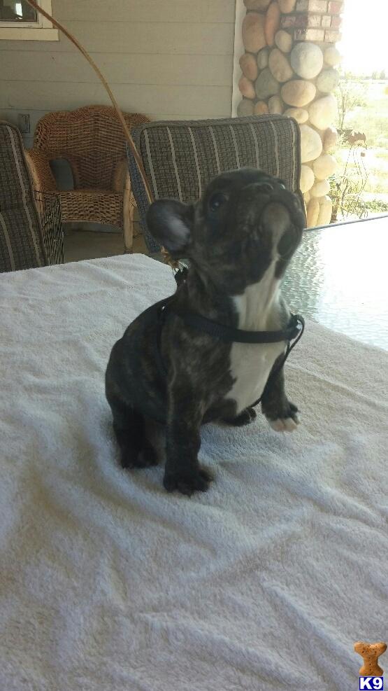 french bulldog puppy posted by pami