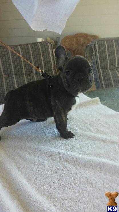 french bulldog puppy posted by pami