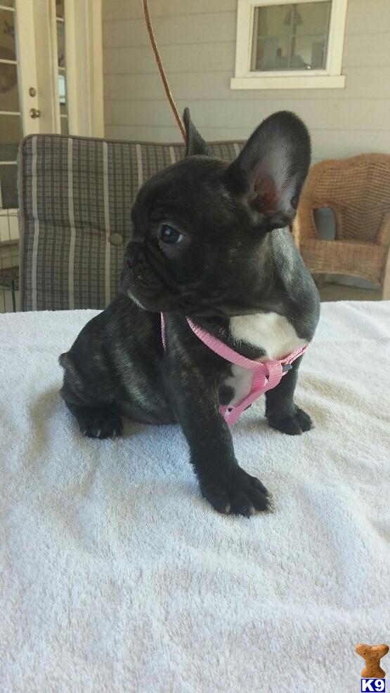 french bulldog puppy posted by pami